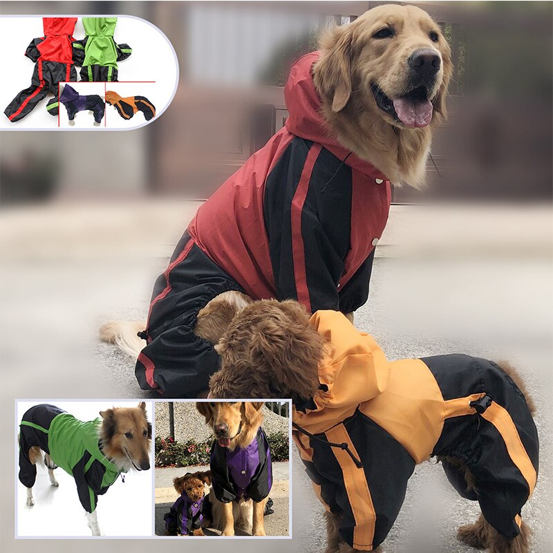 Grand chien portant l'imperméable