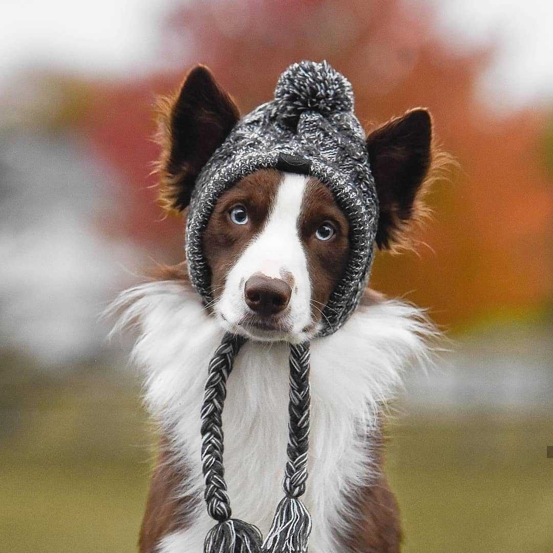 Chien portant la tuque en tricot