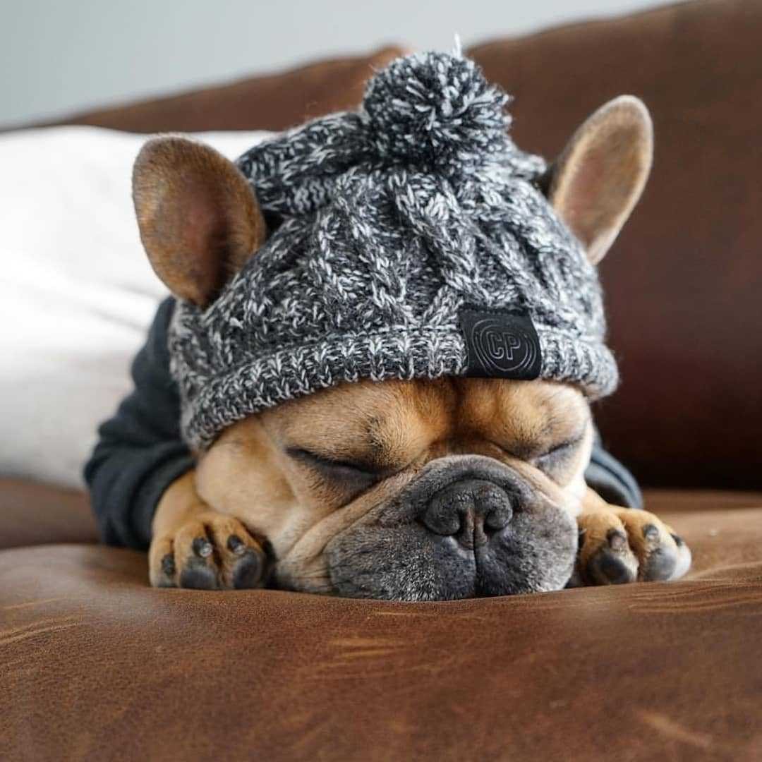 Bouledogue portant la tuque à pompon