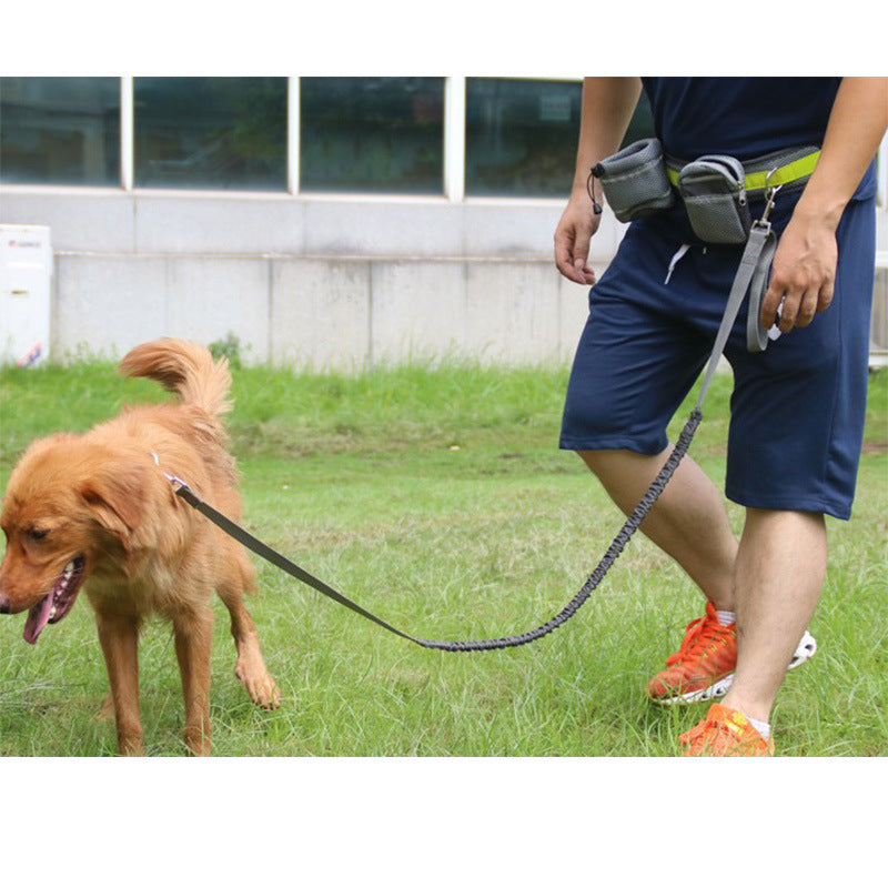 Laisse mains libres avec ceinture
