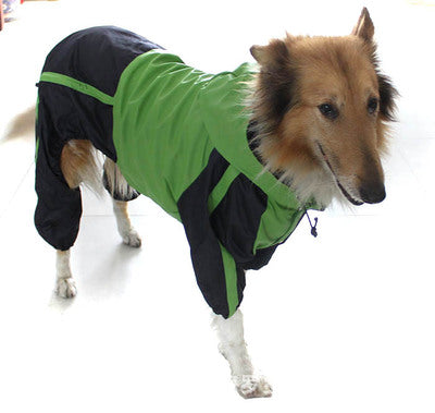 Chien portant l'imperméable vert