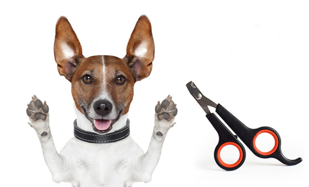 Coupe-griffes pour chien et chat