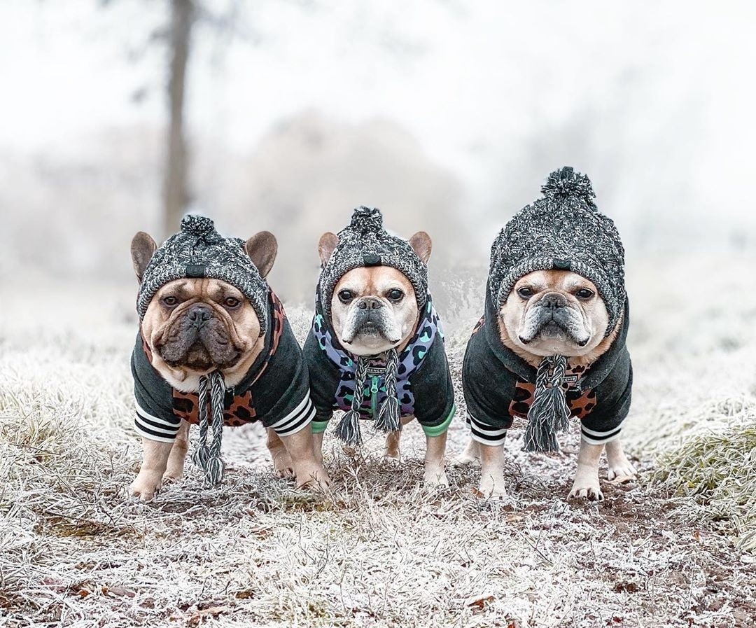 Chiens portant la tuque