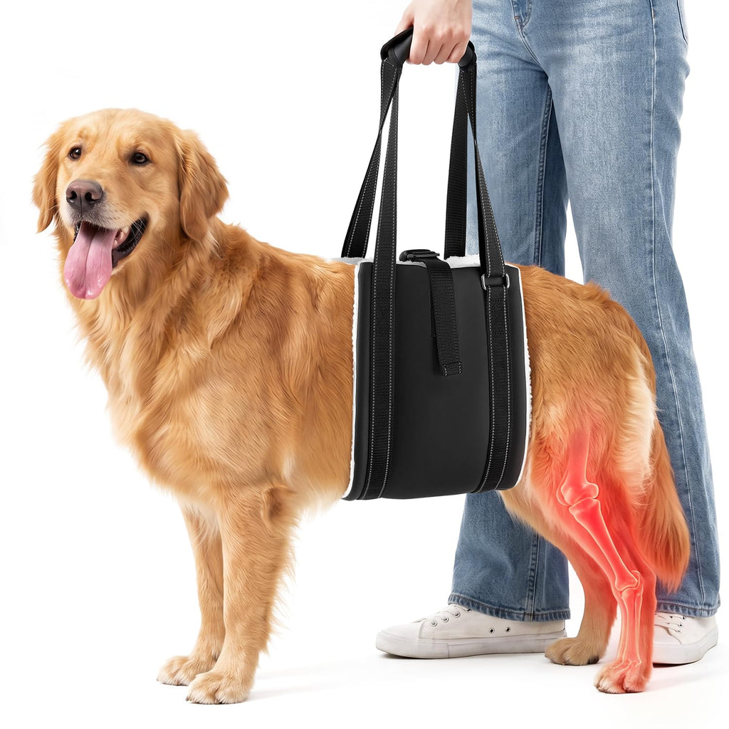Harnais de soutien arrière pour chien âgé