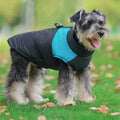 Chien portant la veste matelassée