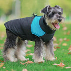 Chien portant la veste matelassée