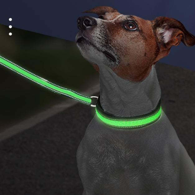 Dog wearing the LED light-up collar