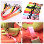 Ceinture de sécurité pour chien
