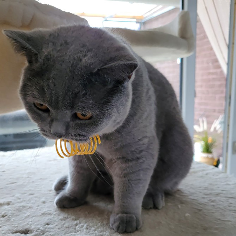Ressorts colorés pour chat