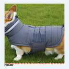 Dog wearing the winter coat