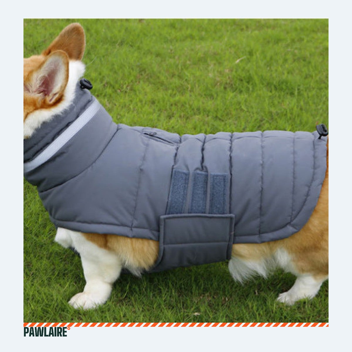 Chien portant le manteau d'hiver